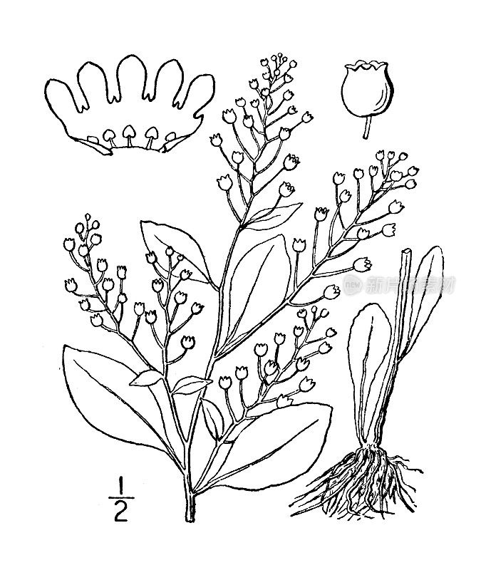 古植物学植物插图:花Samolus floribundus，水芹，Brookweed